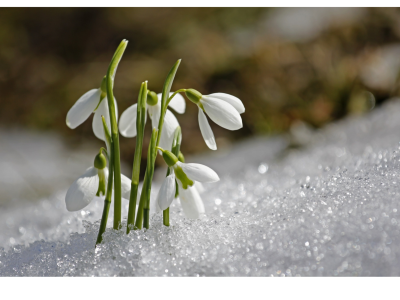 Učivo z týdne 20. 2. - 24. 2. 2023