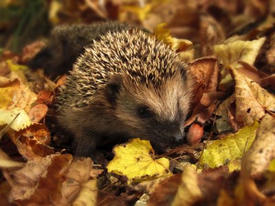 Přírodopisné přednášky ve školní družině - 14. 11. 2019