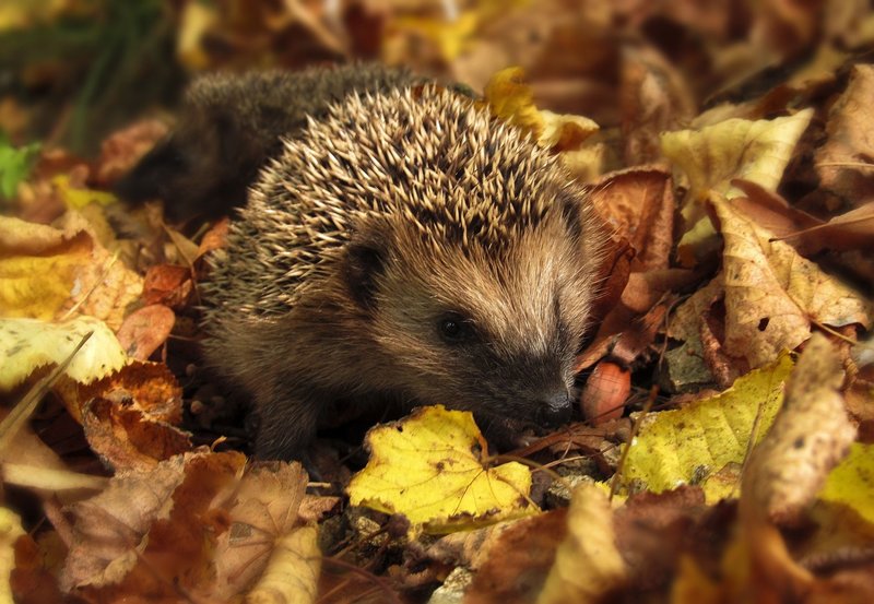 Přírodopisné přednášky ve školní družině - 14. 11. 2019